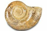 Jurassic Ammonite (Hemilytoceras) Fossil - Madagascar #283368-1